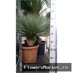 Plante perene TYUCROSTRA 54308