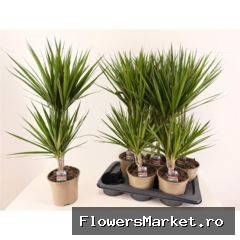 Dracaena marg.