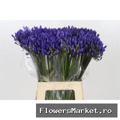 Agapanthus FU 'Atlantic Ocean'