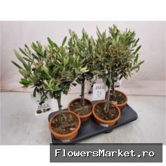 Olea europaea