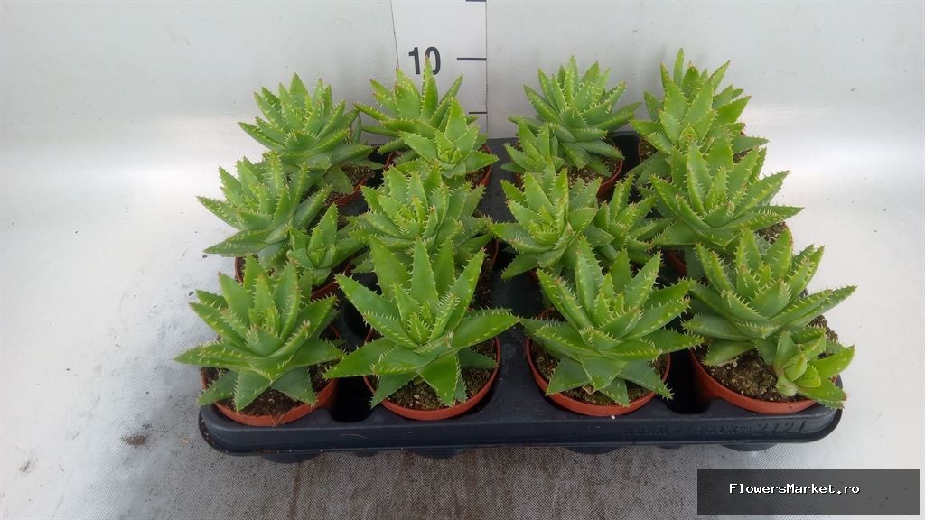 Aloe brevifolia