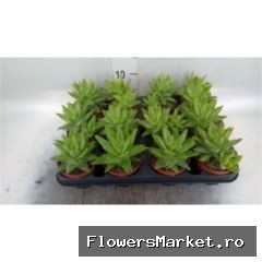 Aloe brevifolia
