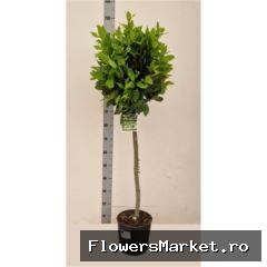 Laurus nobilis