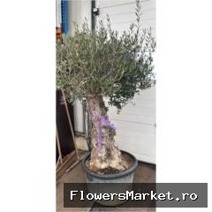 Olea europaea