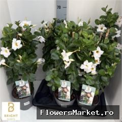 Mandevilla  'Diamantina Jade White'