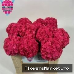 Hydrangea  'Royal Anastasia Rose'