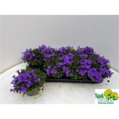 Campanula porten. 'Kosea Karen'