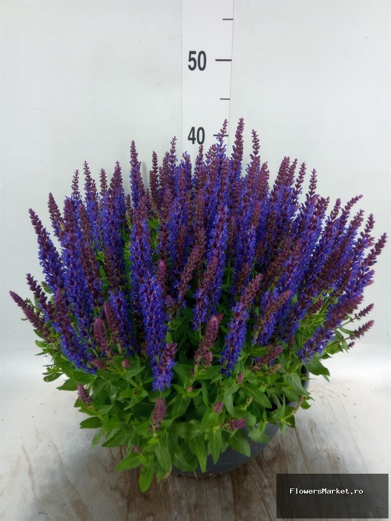 Salvia Nemorosa Compact Blue P30