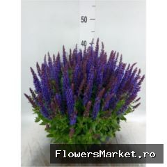 Salvia Nemorosa Compact Blue P30