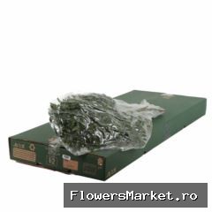 Lederv. Large Vacuum