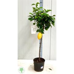 Citrus limon
