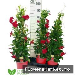 Mandevilla  'Rio Grande Red'