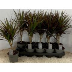 Dracaena marg.