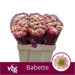Chrysanthemum SA 'Babette'